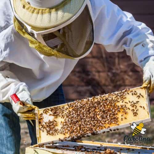 man wearing bees suit is inspecting a hive - holding a frame of comb