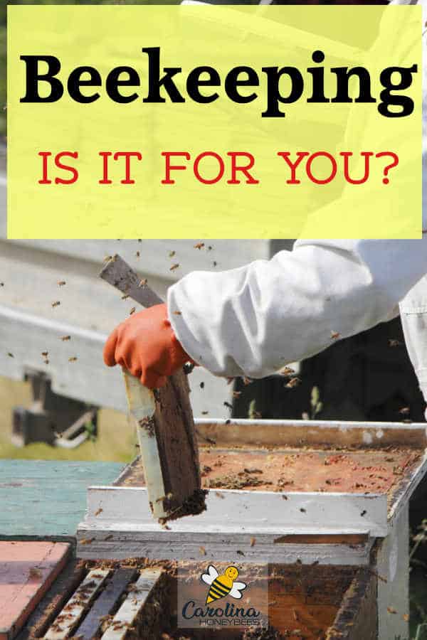 beekeeping inspecting hive - beekeeping is it for you