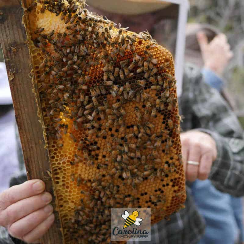 beekeeping frame of bees during inspection