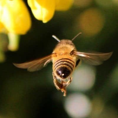 honey bee wings