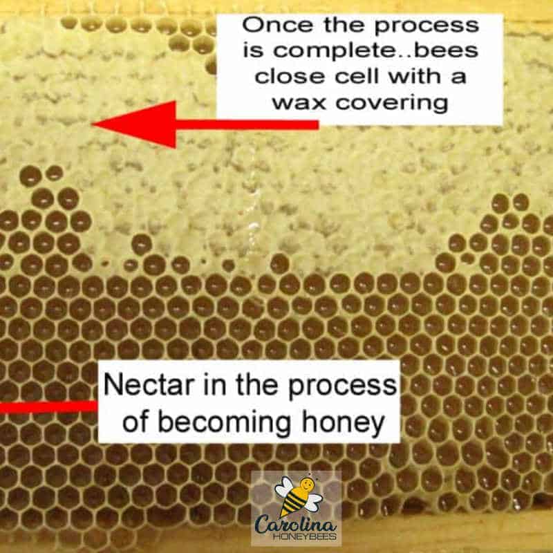 honeycomb - nectar and capped honey