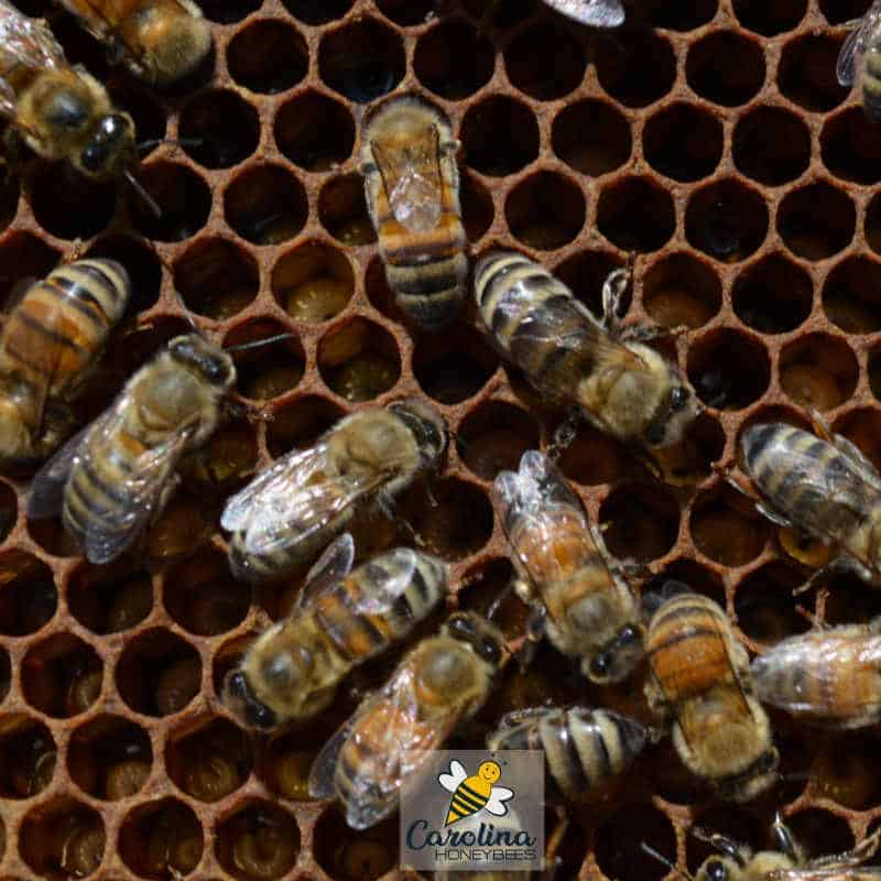 bee brood found during hive inspection