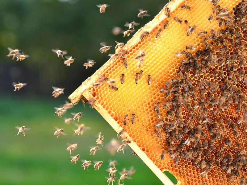 honey bees on frame banner