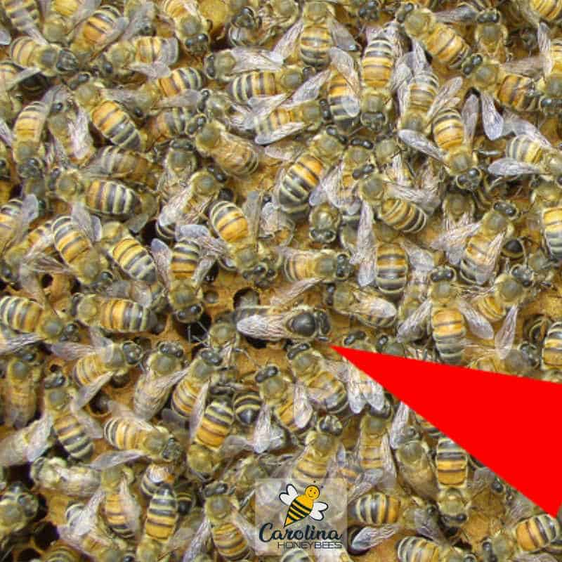 3 Kinds of Honey Bees in a Hive - Carolina Honeybees