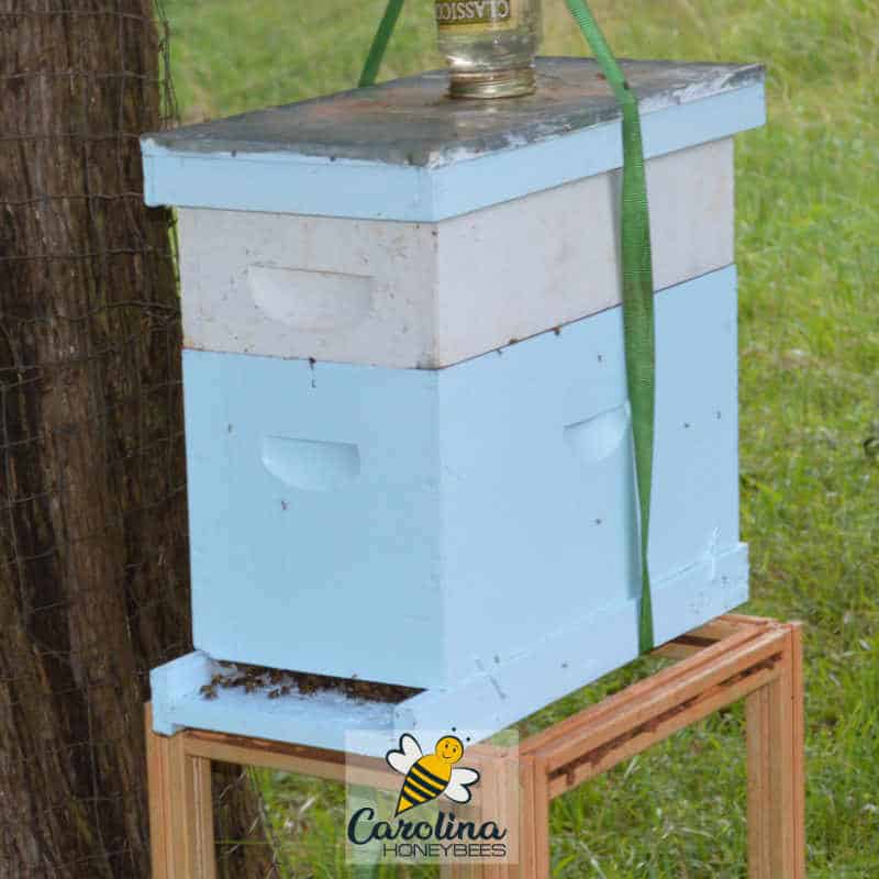 What is a Bee NucWhy all the Fuss? Carolina Honeybees