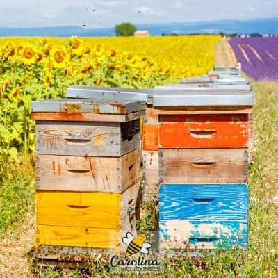 Colorful beehives in a field of crops managed by beekeeper for pollination image.