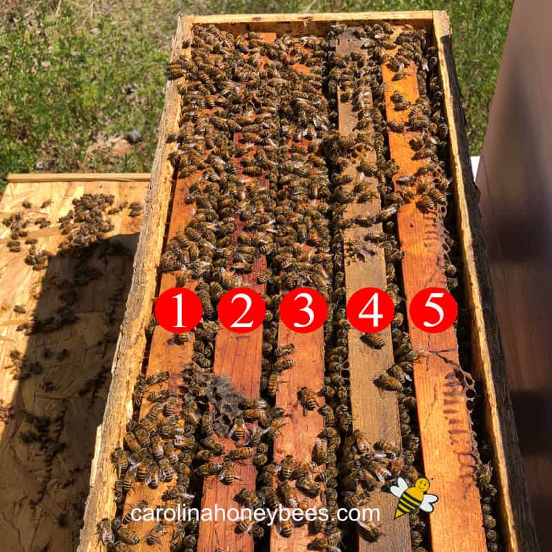 How to Buy a Honey Bee Nuc Carolina Honeybees