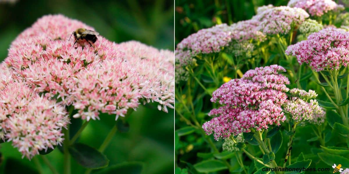 Bees foraging on sedum flowers during late summer.