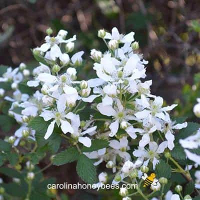 Flowering blackberry bush in full bloom for bees image.