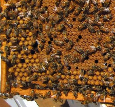 Beehive Inspections -What to Look For - Carolina Honeybees