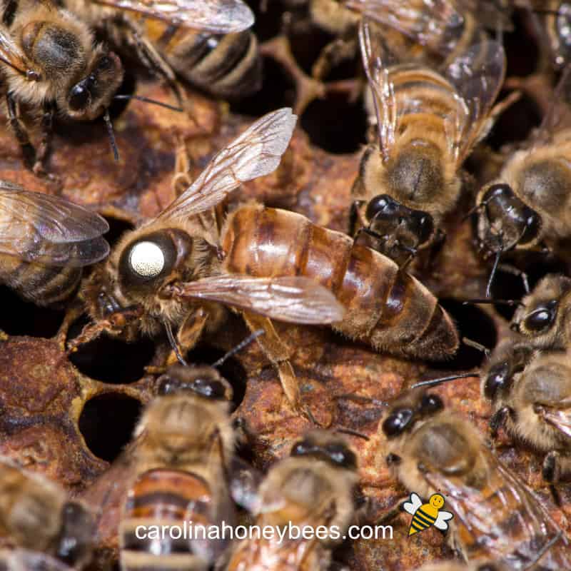 How To Mark Your Queen Bee Easy Tips Carolina Honeybees How To Mark Your Queen Bee Easy Tips Carolina Honeybees