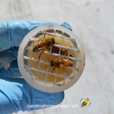 Marking A Queen Bee How It S Done Carolina Honeybees