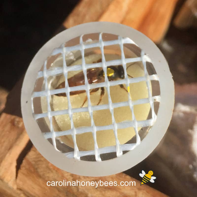 How to Mark Your Queen Bee Easy Tips Carolina Honeybees