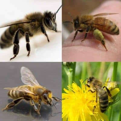 different races of honey bees