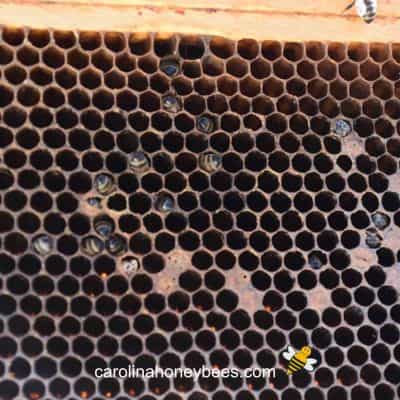 Dead bee brood inside a frame in a hive image.