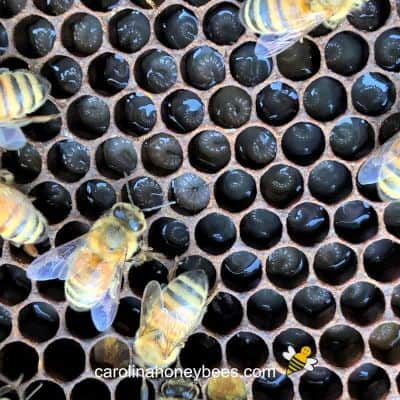 Honey bee larvae eating brood food produced by nurse bees image.