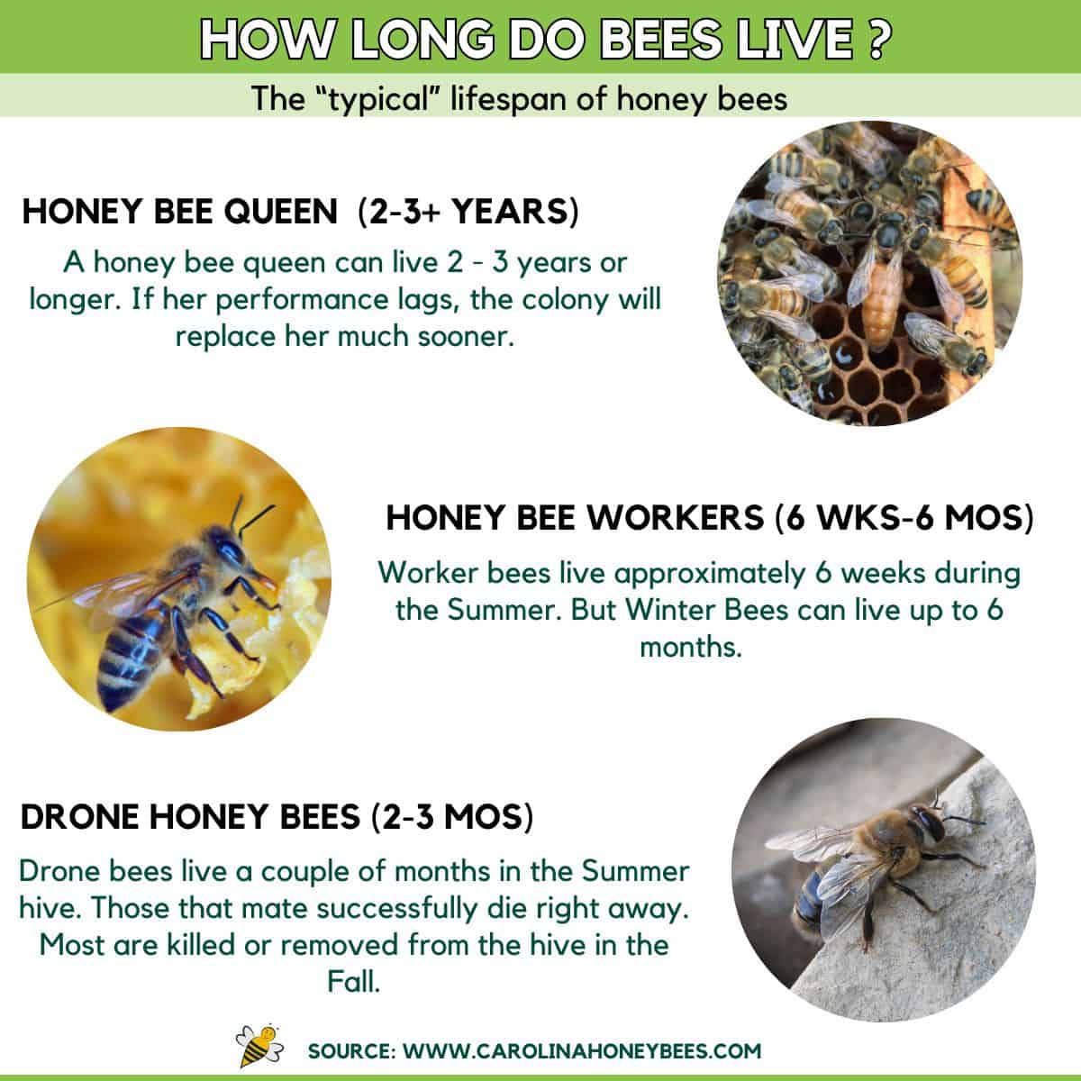 How Long do Bees Live?- Carolina Honeybees