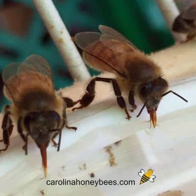 Honey bees drinking sugar water from a bee feeder image.