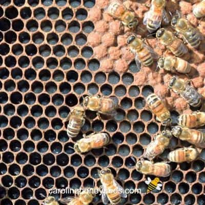 picture of honey comb filled with bee larvae or milk brood