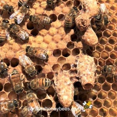 picture of large queen cells on brood frame in hive