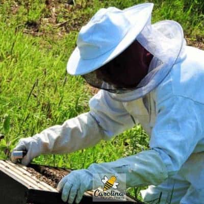 A beekeeper newly split beehive to check for strength image.