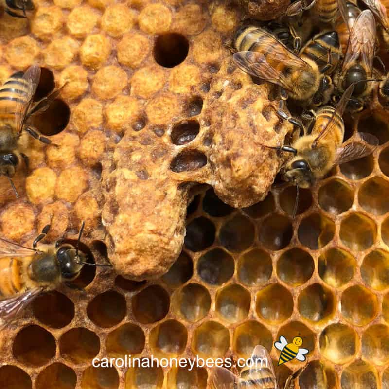 Queen cells containing developing queens on a frame of honeycomb image.