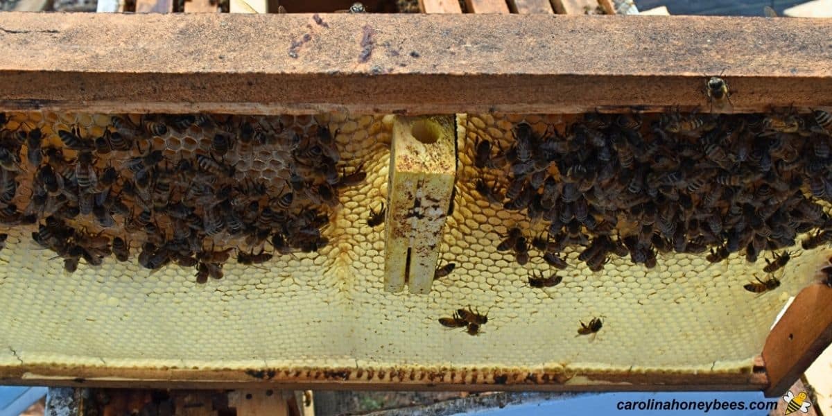 An empty queen cage being removed from a beehive.