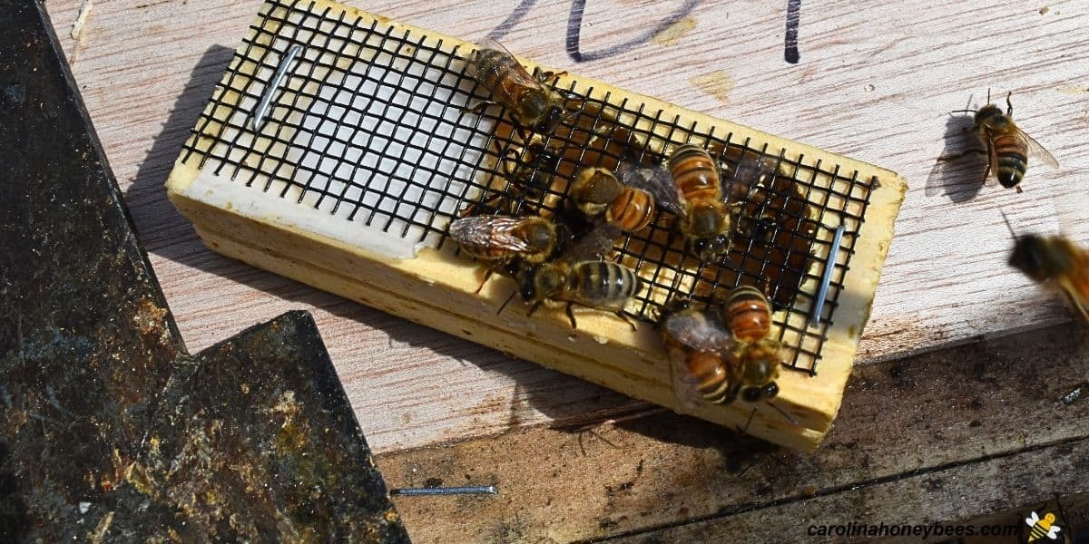 A replacement queen bee and her attendants in cage while bees from hive bite the cage..