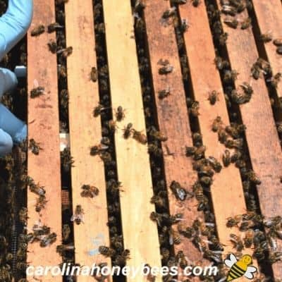 queen cage installed in hive between frames image.