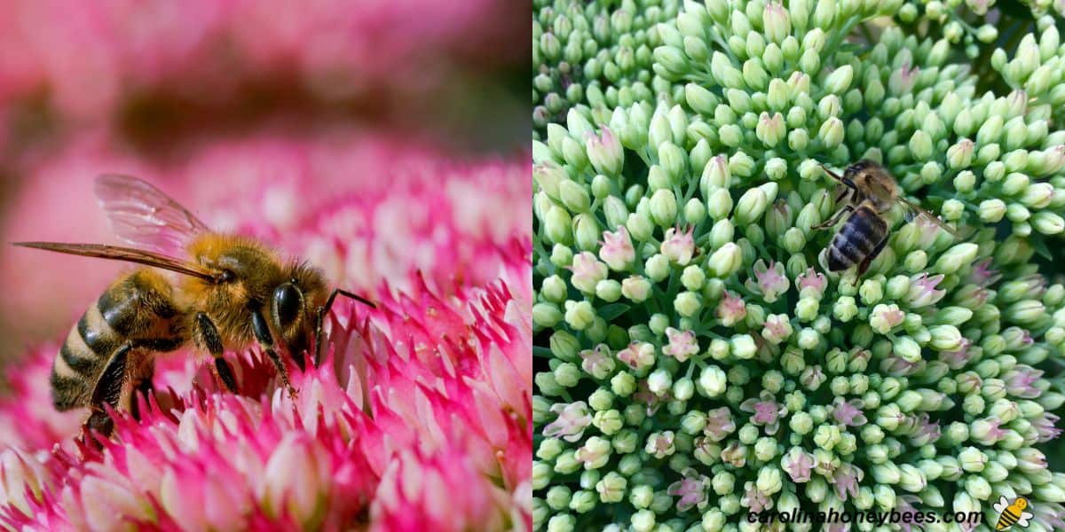 Pink bloom on autumn joy sedum fall bloomer for bees image.