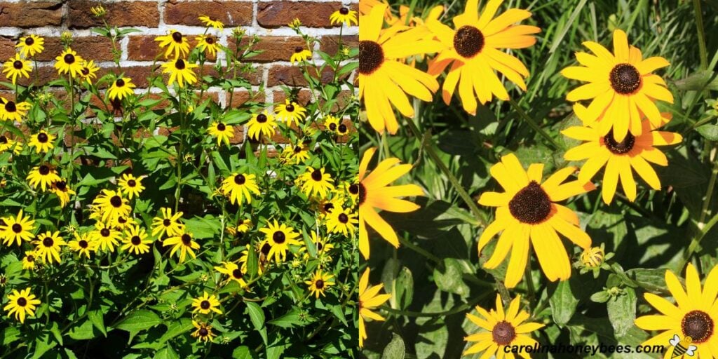 Top Fall Flowers for Bees Autumn Blooms to Support Pollinators