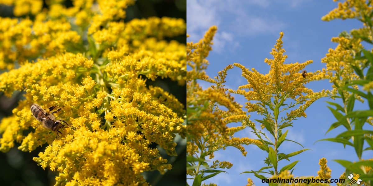 Fall blooming flowers that attract bees - golden rod food for bees image.