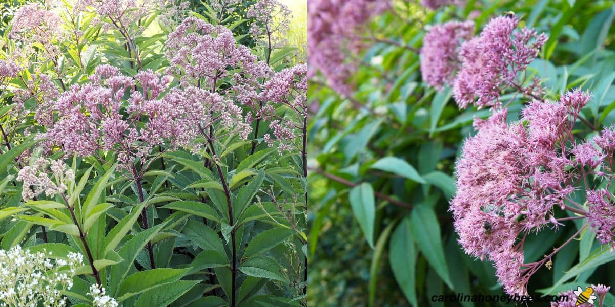 Pink flower cluster on joe-pye weed feeding bees image.