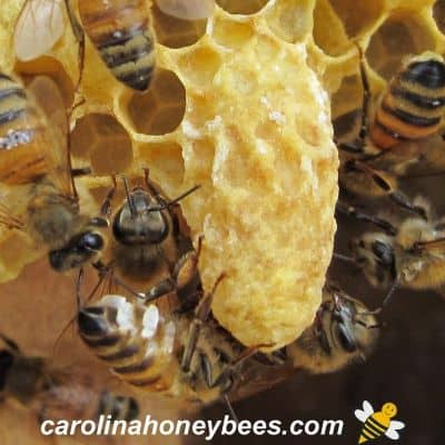 Capped queen queen cell on frame with worker bees extruding wax image.