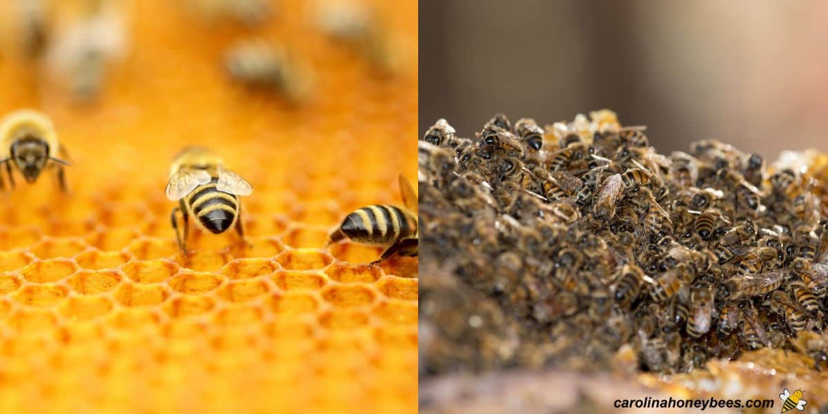 Tense bees on comb of a hive in turmoil.