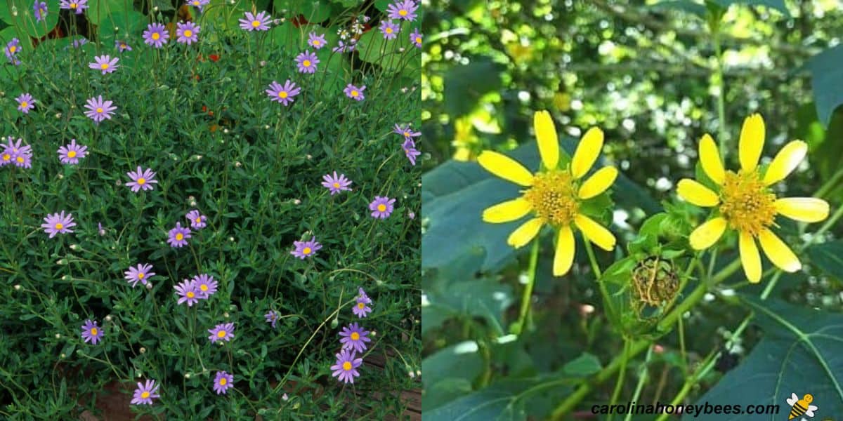 Yellow hairy leafcup plant in fall bloom image.