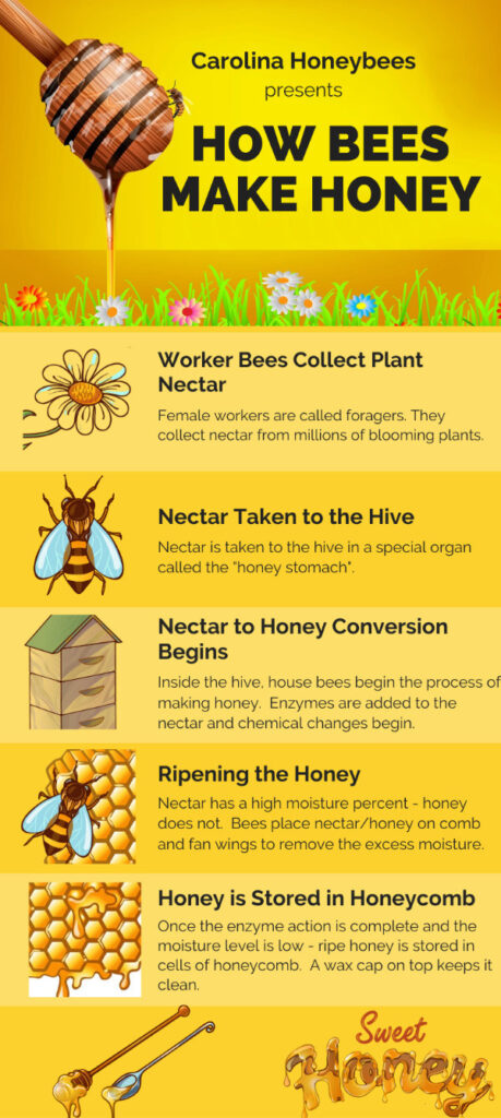 How Do Bees Make Honey Carolina Honeybees