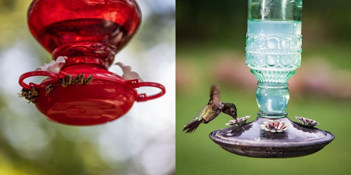 honey bees eating hummingbird food