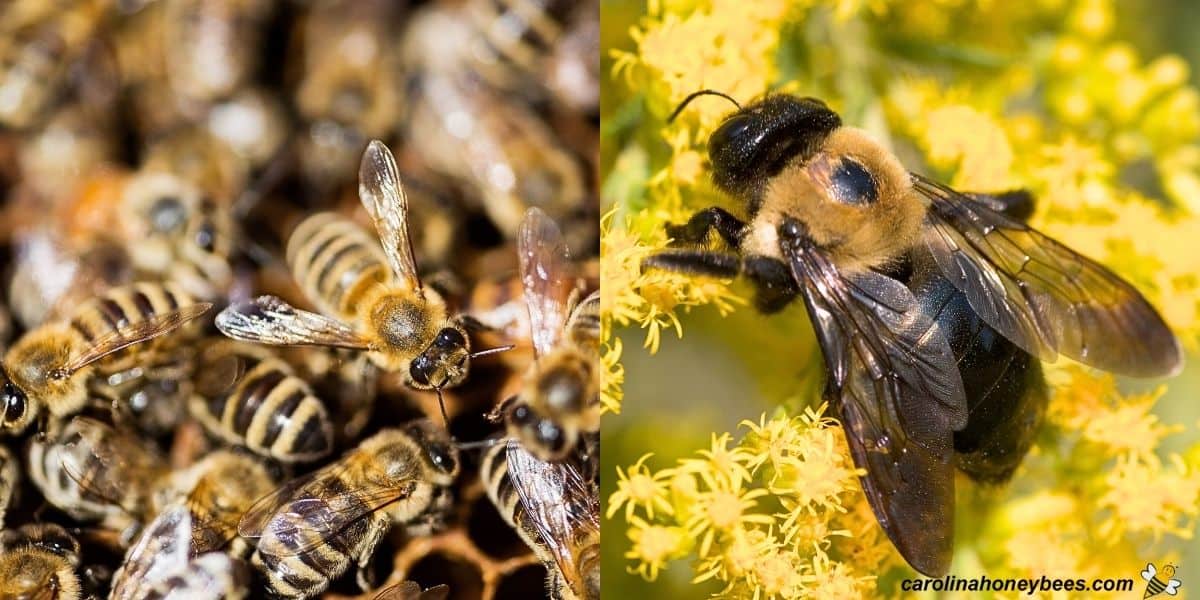 Honey bee face with eyes and no eyelids for sleeping image.