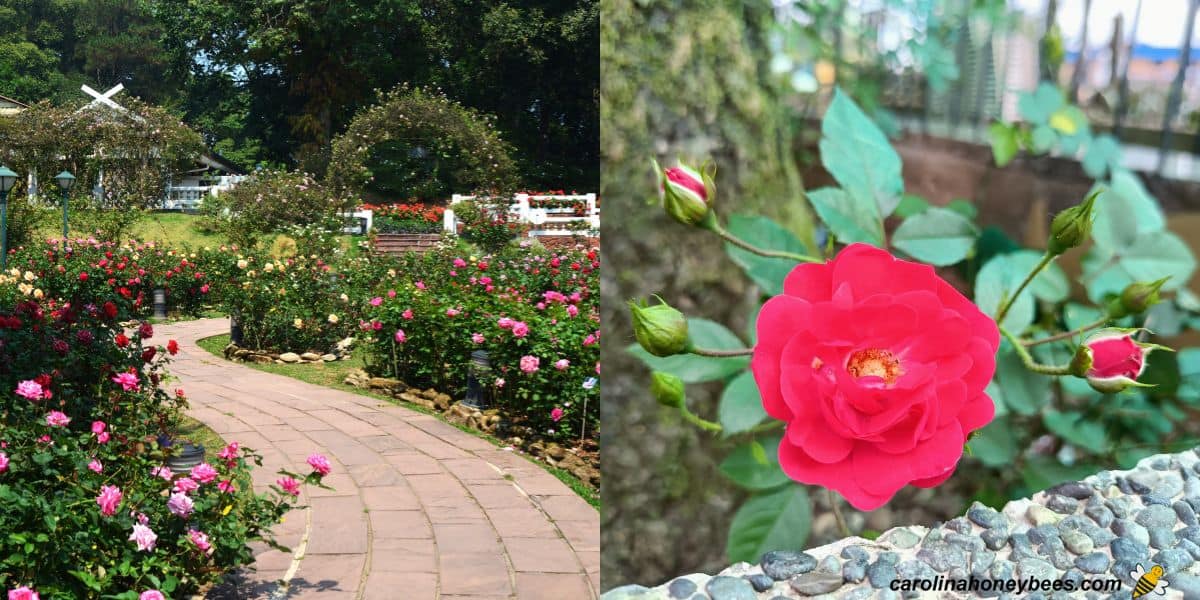 Rosas vermelhas não são tão atractivas para as abelhas e vespas imagem.