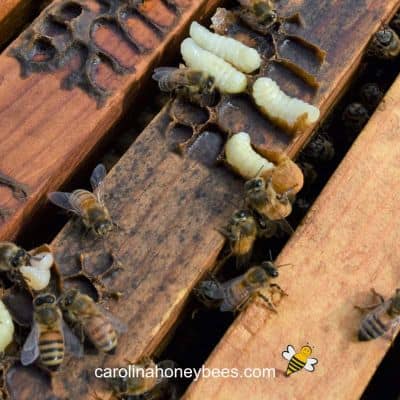 Drone larvae in burr comb on top of hive frames image.