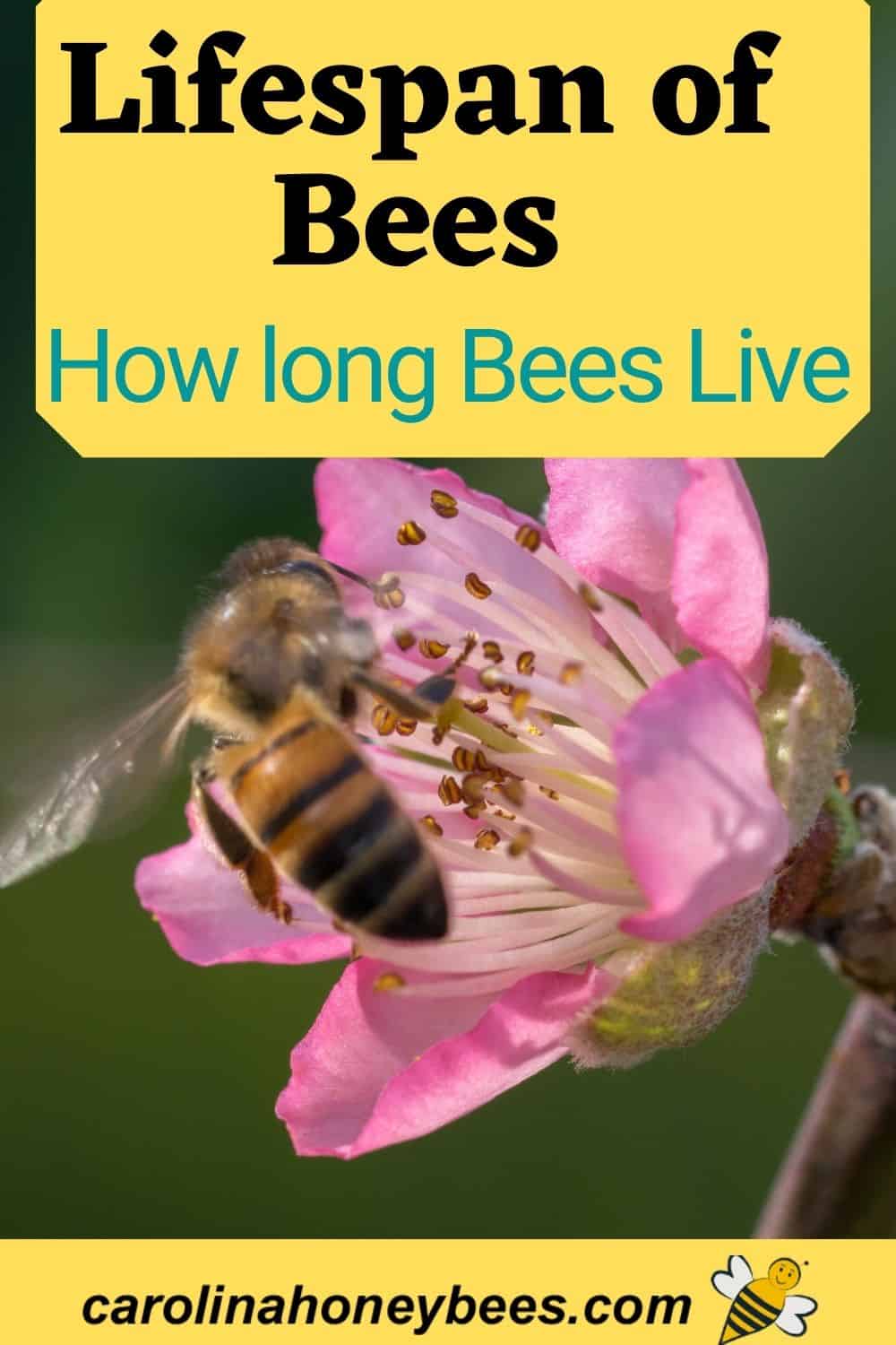 How Long do Bees Live? Carolina Honeybees