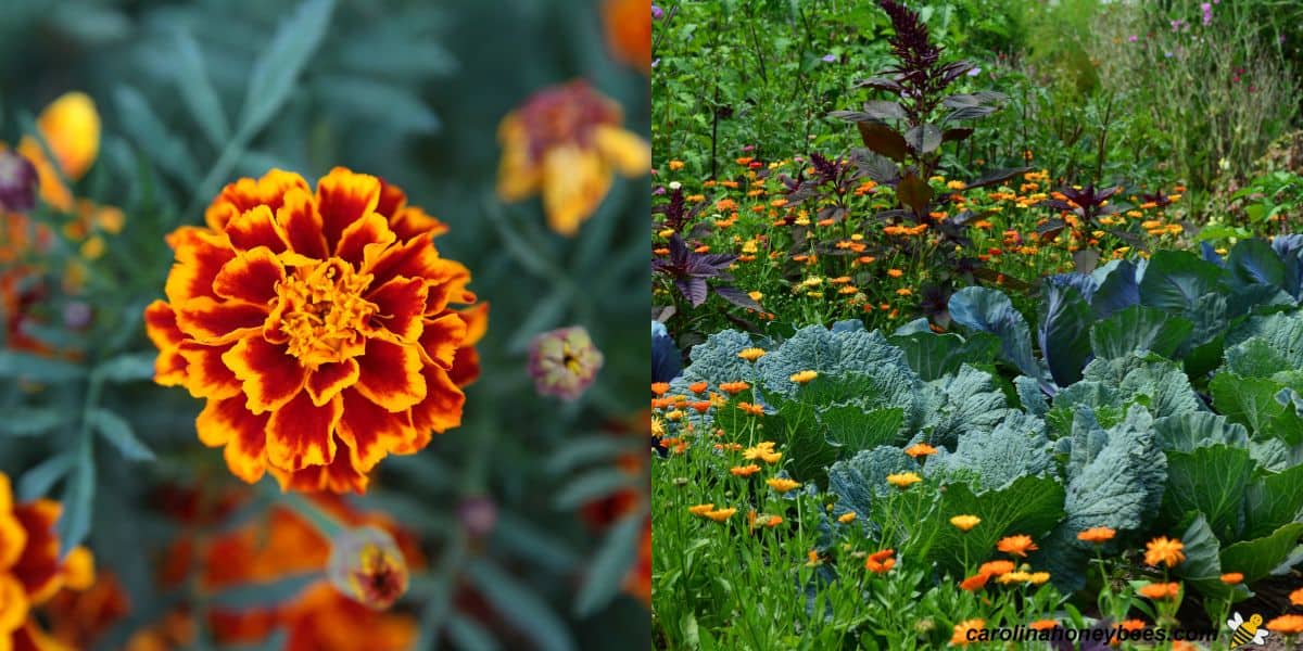 Le souci orange foncé dans un champ peut repousser certaines abeilles et insectes image.