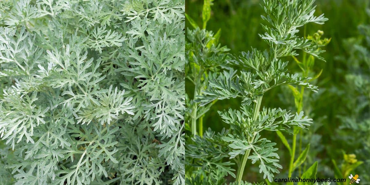 Immagine pianta di assenzio con foglie verde argento.