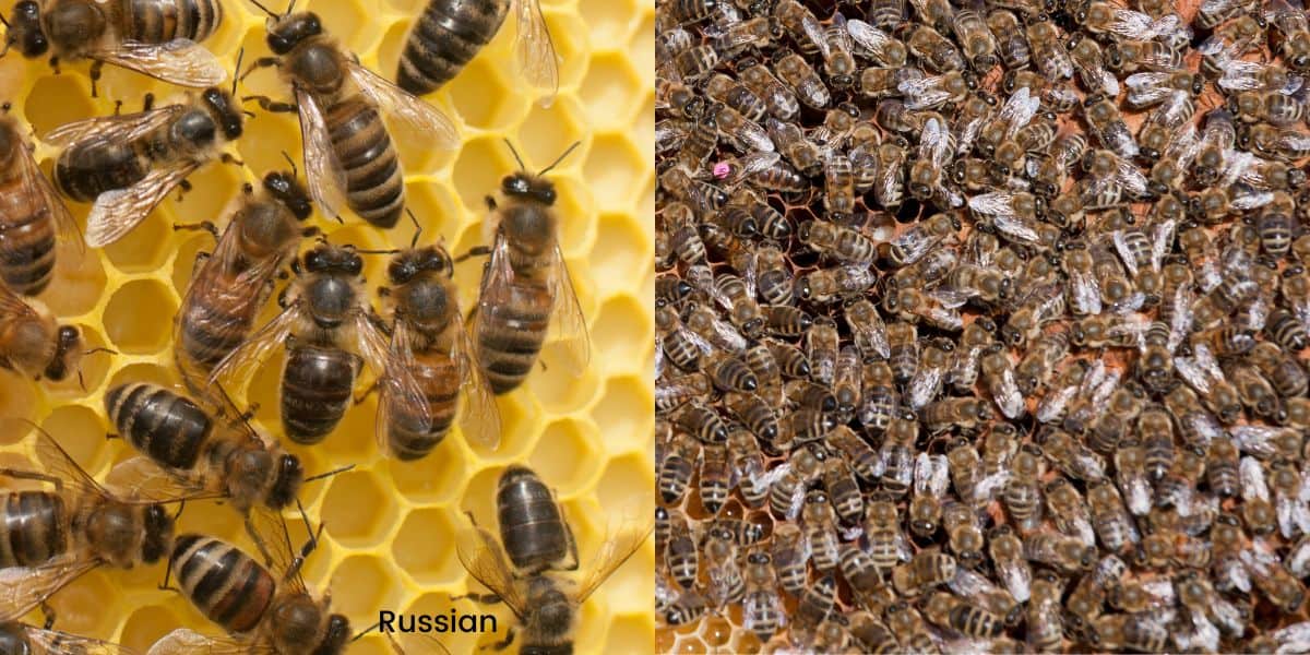 russian honey bees tending brood in an open hive