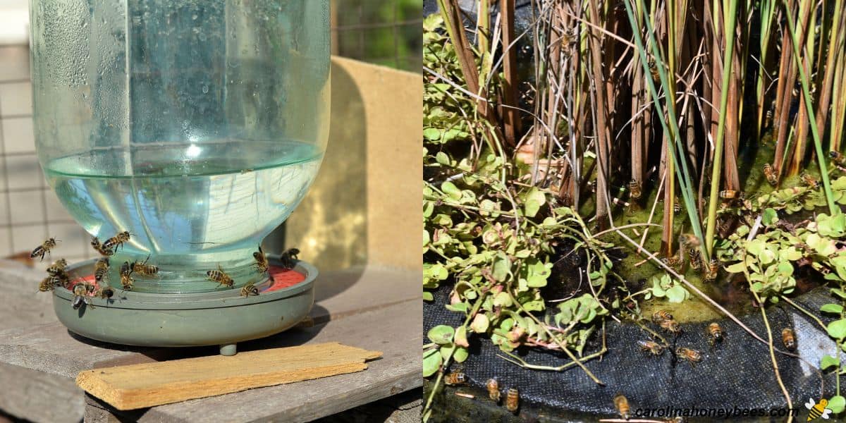 Honey bees collect water from a provided water source and the edge of planter.