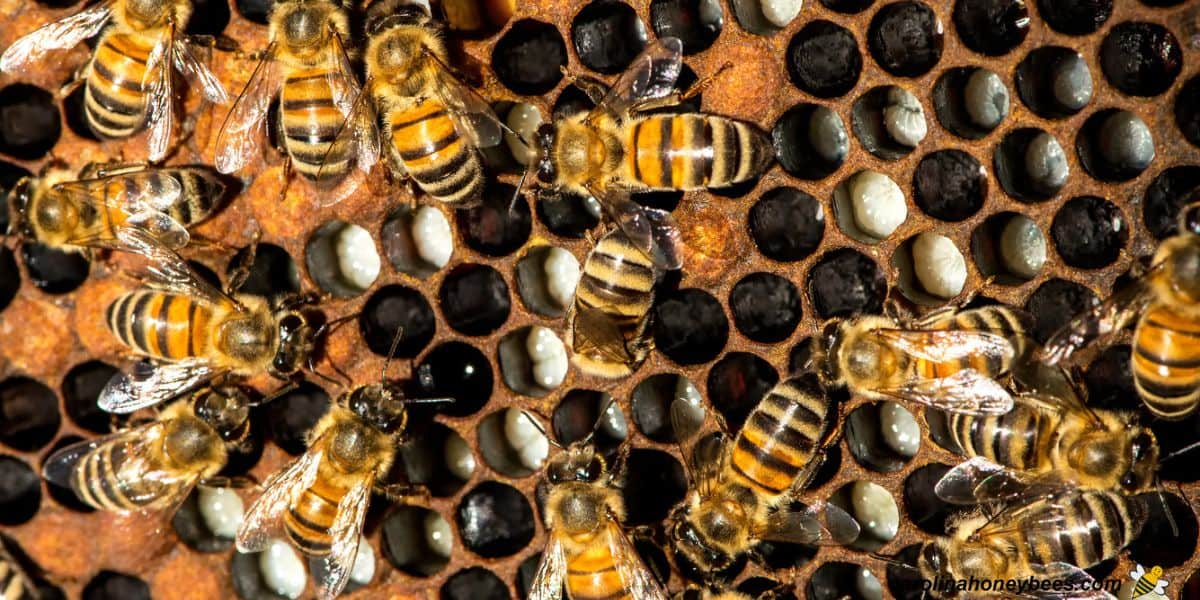 inside a real beehive