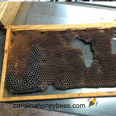 https://carolinahoneybees.com/wp-content/uploads/2020/11/old-brood-comb-for-swarm-trap.jpg