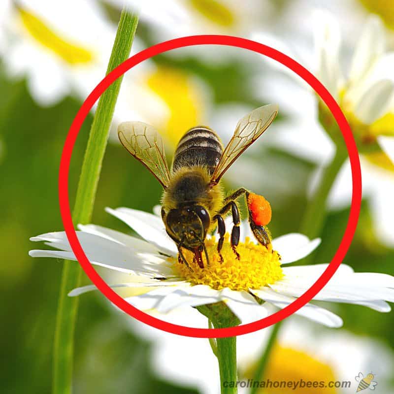 billede af arbejdstager honningbi med fuld pollen kurve billede.