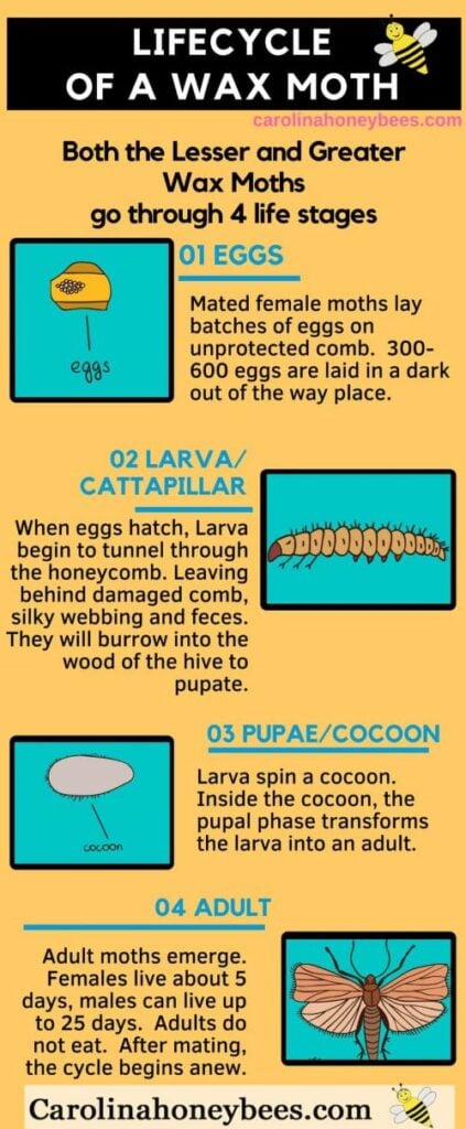 Wax Moths: Treatment and Prevention- Carolina Honeybees